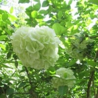 京都府立植物園　2025-5-3（土）