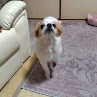 呼吸器科と整形外科に行って来ました