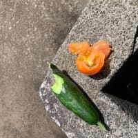 猿にかじられた。