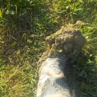 サトイモの畝間　泥だらけで草取りをしました