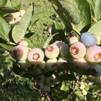懐かしの味”すぐり”　ブルーベリーを食べました！　お月様　月齢3.0