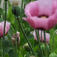 亜鉛法による栽培を禁止されてる「けし」の花