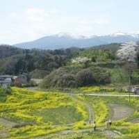 1163　二本松（福島県）満開の花は「ほんとの空」の下