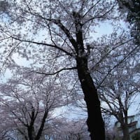 春が来た