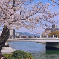 2024桜だより④🌸 平和公園