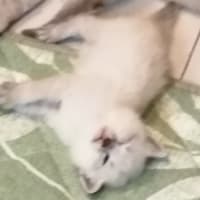 亡くなりました