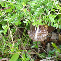 アシナガバチの巣にご注意