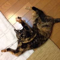 走れない日々が続く
