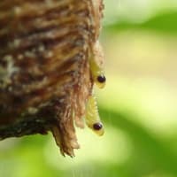 418　ハラビロカマキリの孵化（4年前）