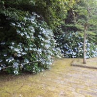 おしどりの池のネムノキ25