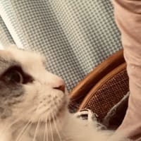 甘えん坊