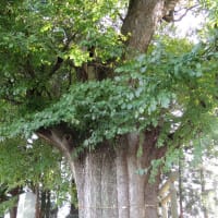 福地神社のハルニレ