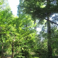 「石神井公園ふるさと文化館」から「牧野記念庭園」へ〈後半〉（東京・練馬）