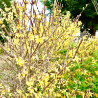 公園ですが