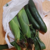 【またまたいただき物】今度はトウモロコシ＆きゅうり