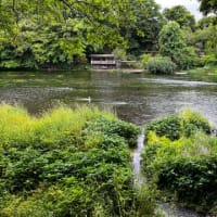 三島、柿田川公園に行った