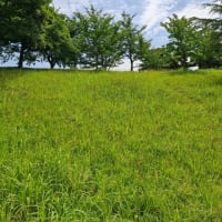 気分転換、ネジバナRUN