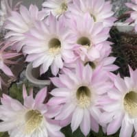 サボテンの花