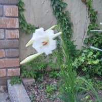 天使の贈り物