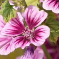 ゼニアオイ　銭葵　アオイ科　ピンク色に紫ラインが入った５弁花です。今日の野鳥：カワセミ