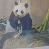 何故日本で育ったパンダを中国に返還せねばならないのか？？ その理由がやっと理解出来た…