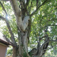 秋田県湯沢市　川連の朴の木（ホオノキ）