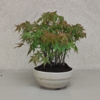 初心者向け　盆栽講座