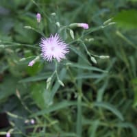草花の丈が伸びすぎて～