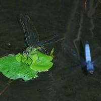 7月最初の教室　ヤマユリ咲く森
