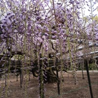 龍蔵寺の藤