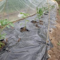 胡瓜、トマト、茄子、マクワウリ、プリンスメロンの植え付け完了
