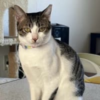 猫の譲渡会のご案内