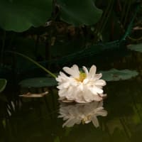 ハスの花②