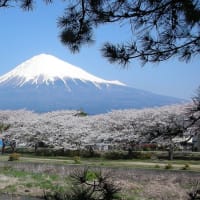花見もしたね