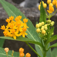 秘密の花園の花たち
