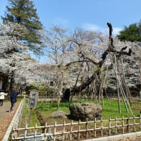 再び桜を観にサイクリング
