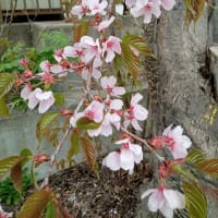 ◇いつの間にか、咲いてたサクラ◇