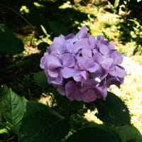 梅雨の花　紫陽花　（名勝　縮景園）　2