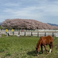 今年の🌸見