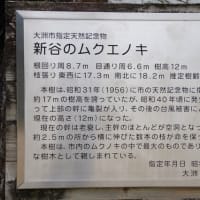 愛媛県大洲市、新谷甲「新谷小学校・新谷のムクエノキ」（市指定）です！！