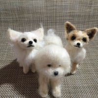 羊毛フェルト ビションフリーゼ トイプードル 犬 フォトフレーム