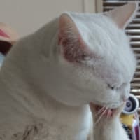 今日のすずちゃん