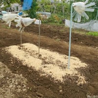 ＜我が家の菜園519＞　「サラダごぼう」間引き