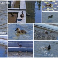 ●金沢駅　西口の睡蓮、蓮池に　カルガモの母子