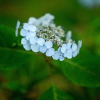 お山の中の紫陽花。