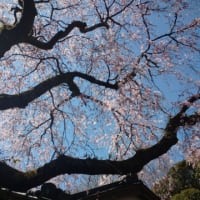桜との コントラスト青空 きれい