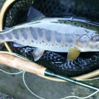 連休は定番の四国