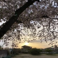 春　桜花爛漫の下　・・・　！