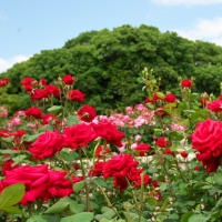 「赤いバラ」と「ピンクのバラ」