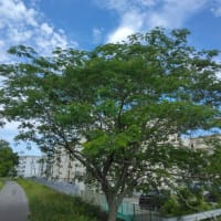 梅雨入り間近？
